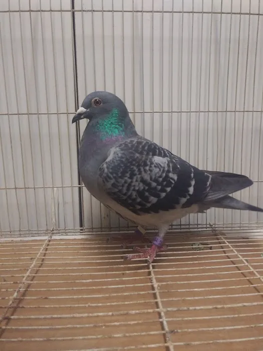 Velocitypigeons racing pigeons for sale Picture 7