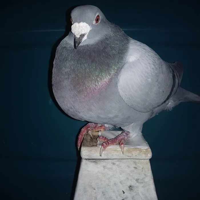 Velocitypigeons racing pigeons for sale Picture 5