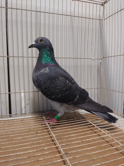 Velocitypigeons racing pigeons for sale Picture 9