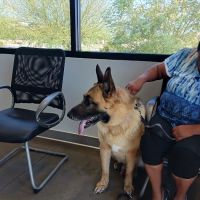 Peoria Animal Hospital ico