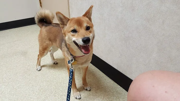 Peoria Animal Hospital Picture 2