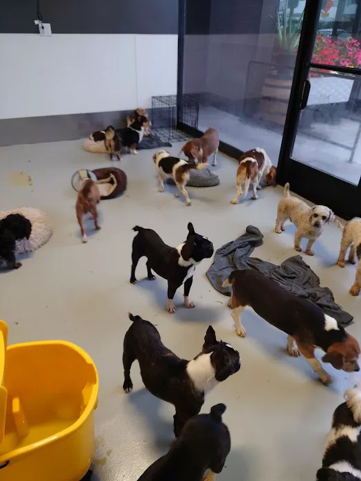 Wagmor Pets Picture 3
