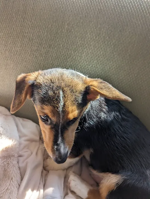Wagmor Pets Picture 6
