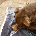 Lovet Pet Health Care - Roadrunner