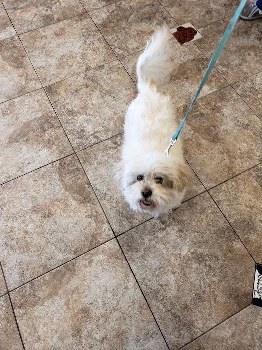 Lovet Pet Health Care - Roadrunner Picture 5