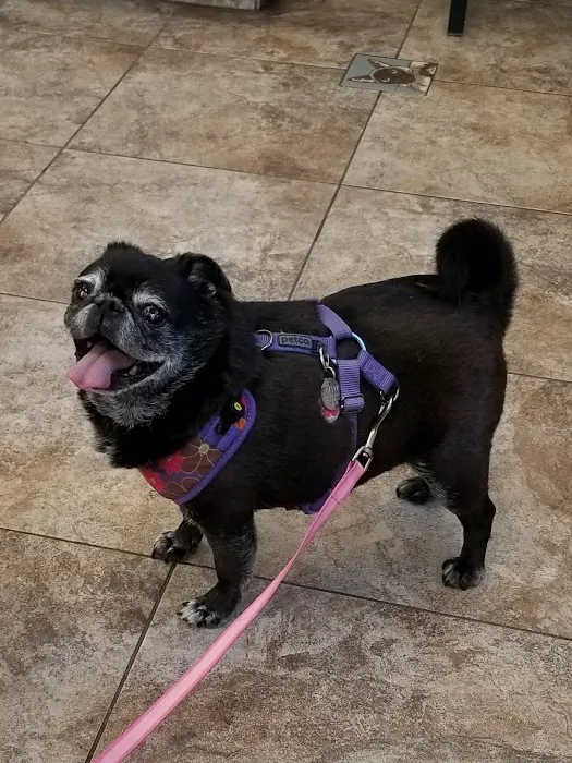 Lovet Pet Health Care - Roadrunner Picture 8