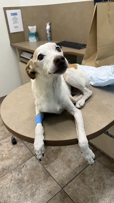 Lovet Pet Health Care - Roadrunner Picture 10
