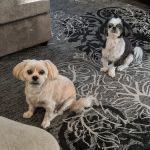West Olive Animal Hospital Llc