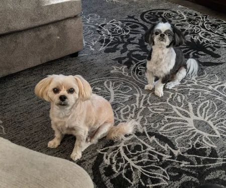 West Olive Animal Hospital Llc