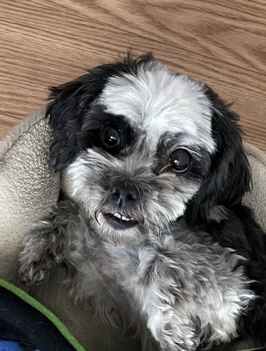 West Olive Animal Hospital Llc Picture 4