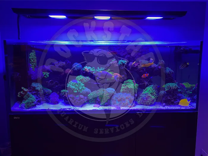 Rockstar Aquarium Services Picture 1