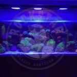Rockstar Aquarium Services