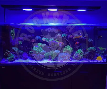Rockstar Aquarium Services