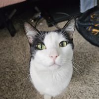 The Complete Pet Animal Hospital ico