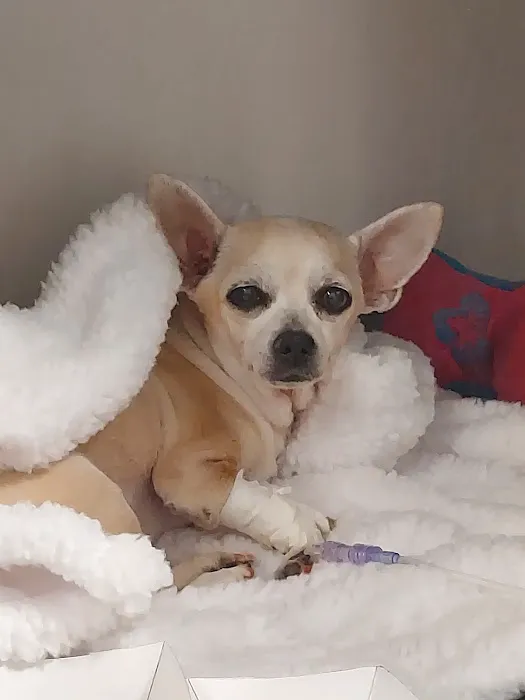 Sunburst Animal Hospital Picture 5