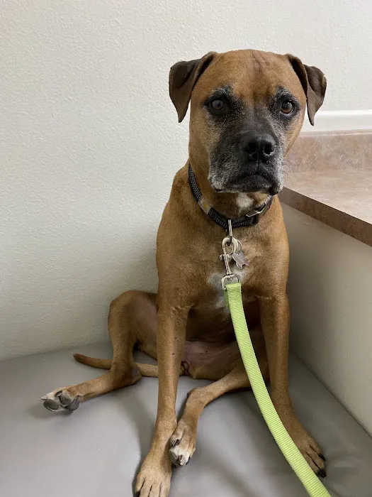 Sunburst Animal Hospital Picture 6