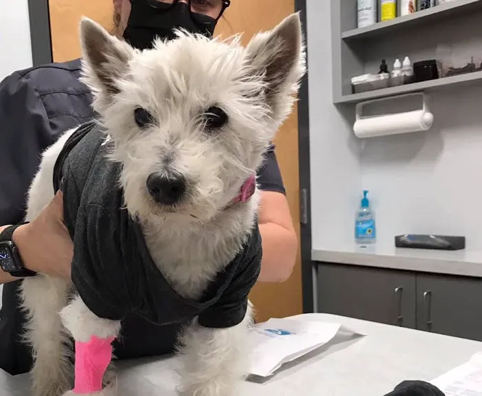 Sunburst Animal Hospital Picture 8