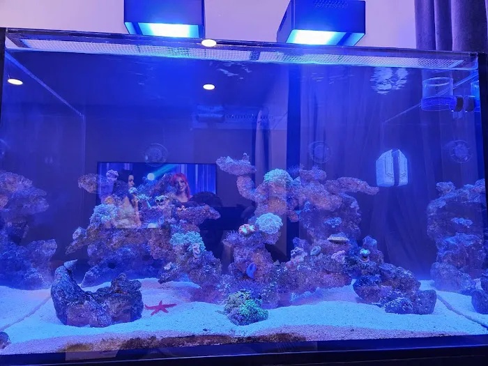 Salty Life Aquarium Service Picture 4