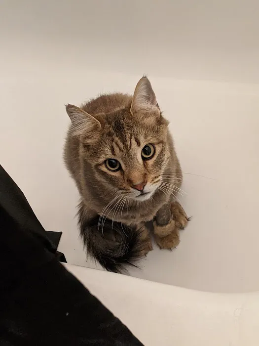 Lovet Pet Health Care - Arrow Picture 1