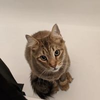 Lovet Pet Health Care - Arrow ico