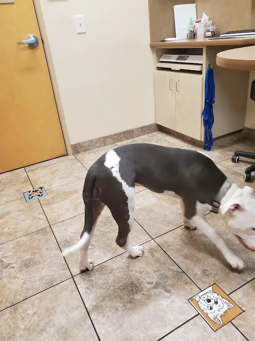 Lovet Pet Health Care - Arrow Picture 5