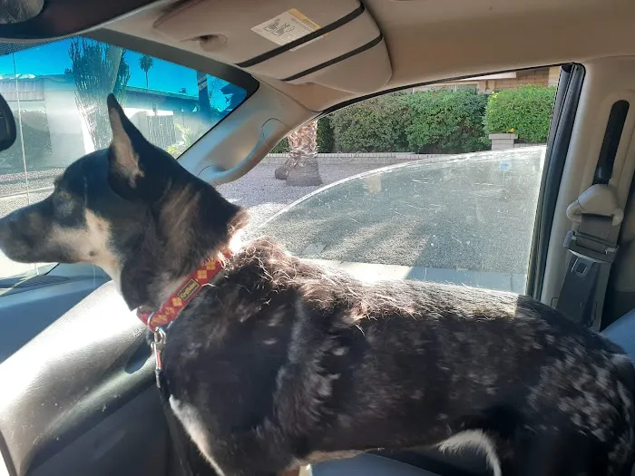 Lovet Pet Health Care - Arrow Picture 10