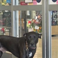 Petco ico