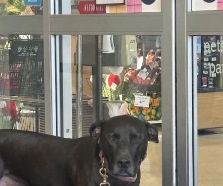 Petco