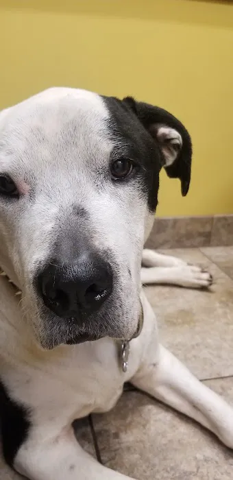 Arrow Animal Hospital PLC: Payton Willow DVM Picture 3