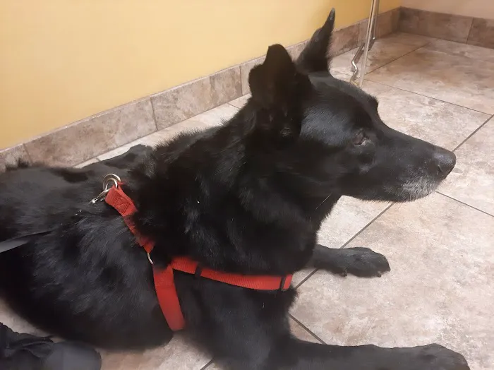 Arrow Animal Hospital PLC: Payton Willow DVM Picture 5