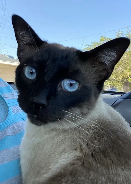 Arrow Animal Hospital PLC: Payton Willow DVM Picture 4