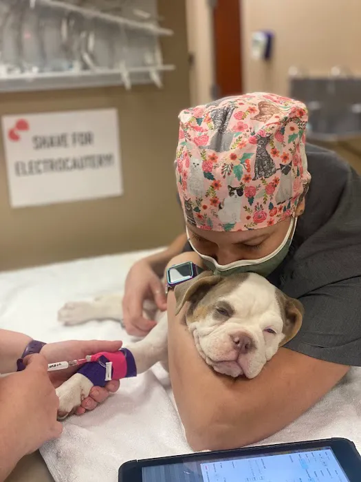 CARE Animal Surgery Center Picture 1