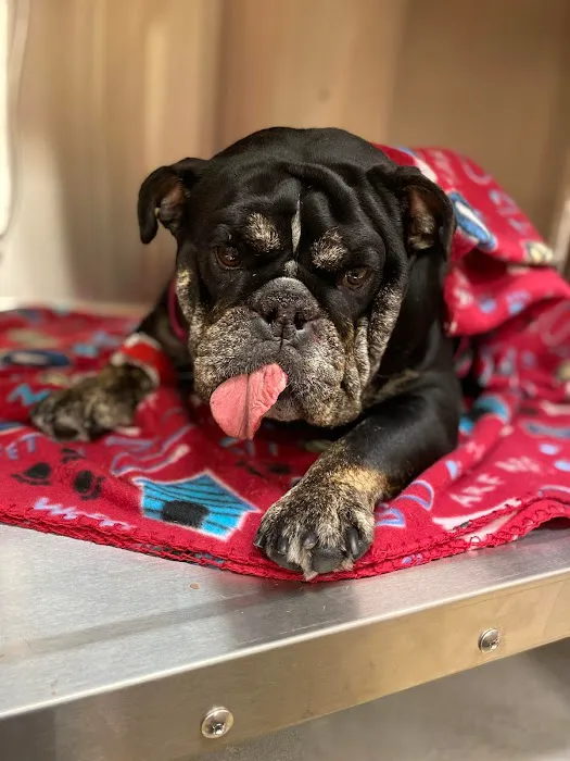 CARE Animal Surgery Center Picture 6