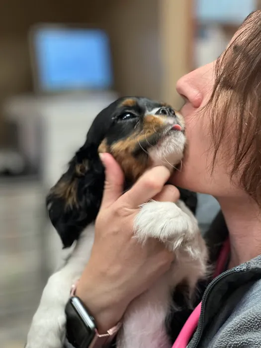 CARE Animal Surgery Center Picture 3