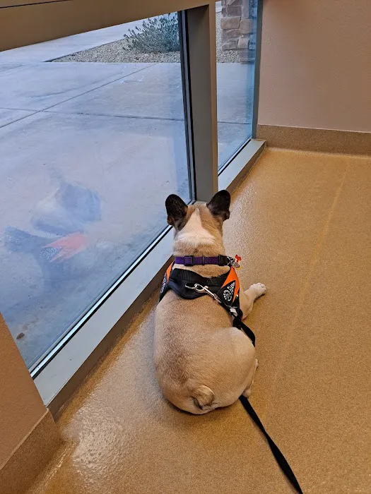CARE Animal Surgery Center Picture 7