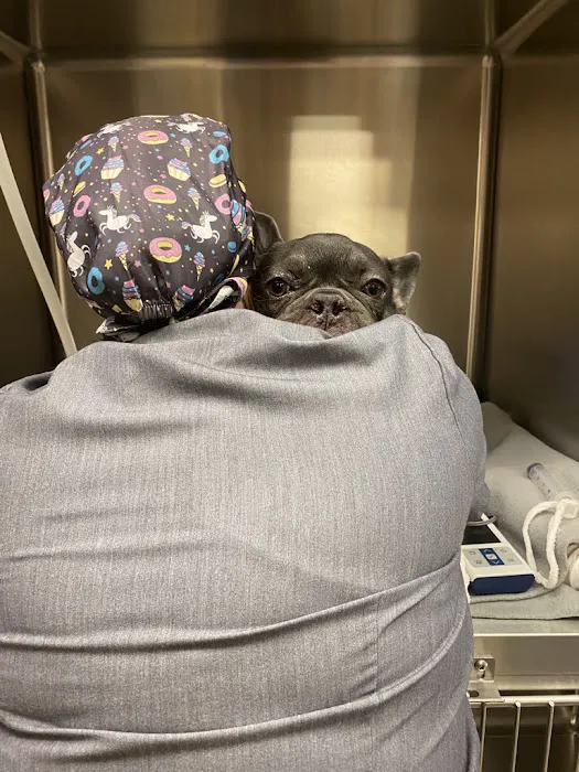 CARE Animal Surgery Center Picture 10