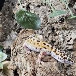 Allan's Pet Center - West LA