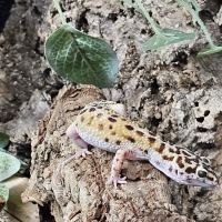 Allan's Pet Center - West LA ico