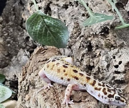 Allan's Pet Center - West LA