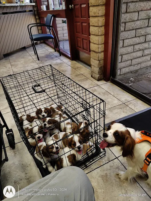 Village Animal Clinic Picture 2