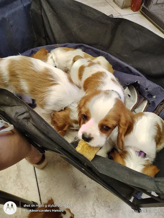 Village Animal Clinic Picture 3