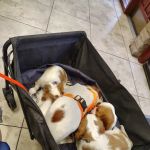 Village Animal Clinic