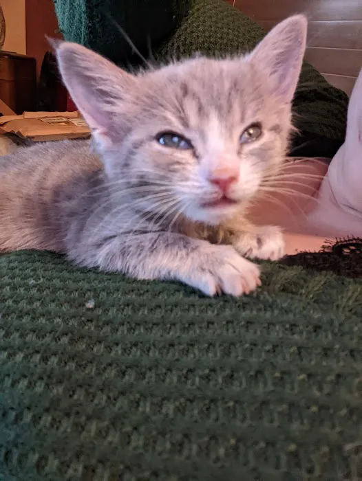 Village Animal Clinic Picture 4