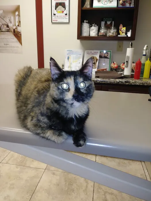 Village Animal Clinic Picture 10