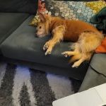 Unleashed by Petco