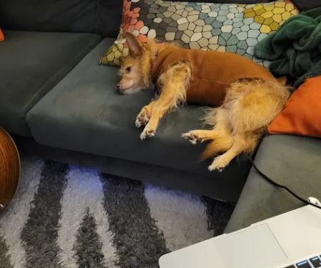 Unleashed by Petco
