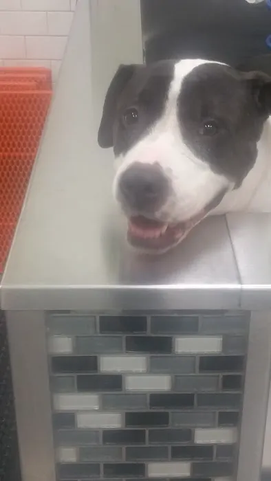 Unleashed by Petco Picture 5