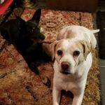 Amherst Animal Clinic
