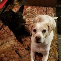 Amherst Animal Clinic ico