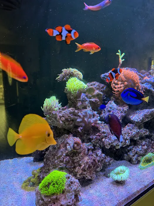 Coral Nerd | Saltwater Fish & Coral Store Picture 6